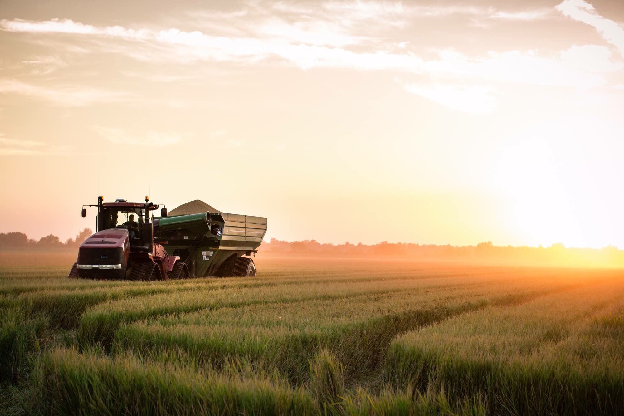 rice-harvest-in-missouri_t20_1W3rEY.jpg